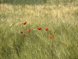ukraine wheat field ready to harvest