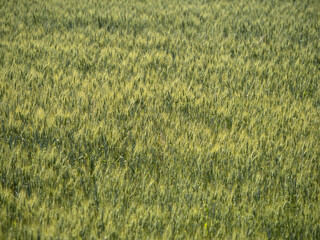 ukraine wheat field ready to harvest
