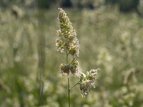 Poa Pratensis Green Plant