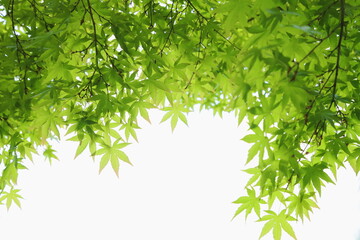 カエデの新緑