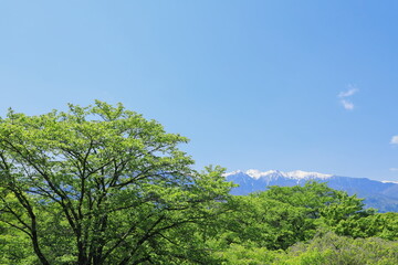 Fototapeta na wymiar 長野県上伊那郡中川村 大草城址公園の桜の新緑と残雪の中央アルプス