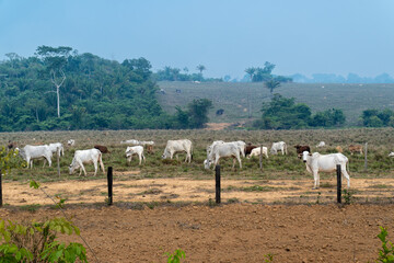 Cattle grazing on illegal livestock farm in conservation reserve land under forest fire smoke in...
