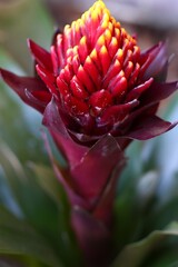 The maroon, red and yellow Guzmania flower in the process of opening. Beautiful evergreen plant with a stunning flower.