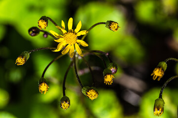 Flowers of Golden Groundsel (Packera aurea)