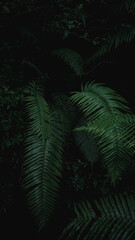 Fototapeta na wymiar Dark moody green leaf 