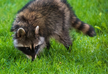 Obraz premium A wild Masked Bandit Raccoon sniffs the ground as it crosses a grassy green lawn in the daytime.