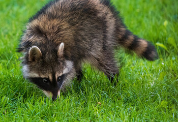A wild Masked Bandit Raccoon sniffs the ground as it crosses a grassy green lawn in the daytime.