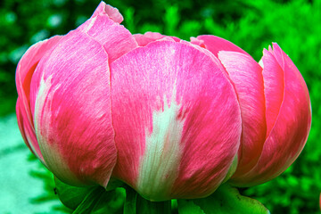 Close up of peony pedals