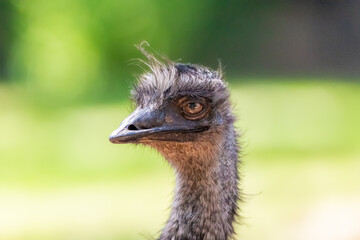 Close up in emu in the green forest background, from Australia.