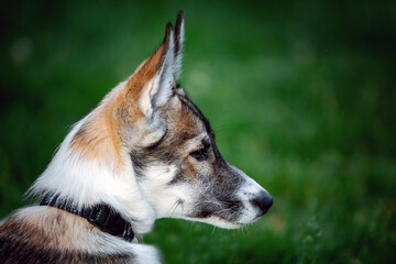 portrait of small puppy husky dog outdoors