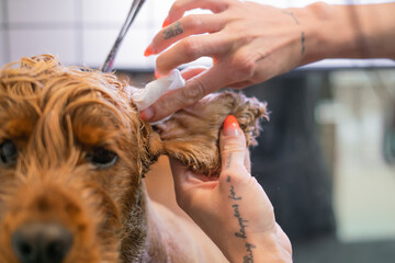 a girl cleans her ears with a special white napkin of a brown labrador dog on the table close-up