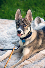 portrait of small puppy husky dog outdoors on a blanket