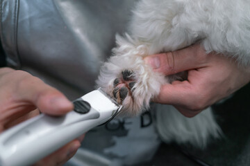 Naklejka premium a man clipping a paw with a clipper of a white dog maltese close-up shot