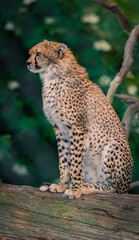 cheetah in the grass