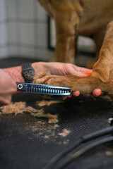groomer cuts paws with scissors to brown labrador dog on table in grooming