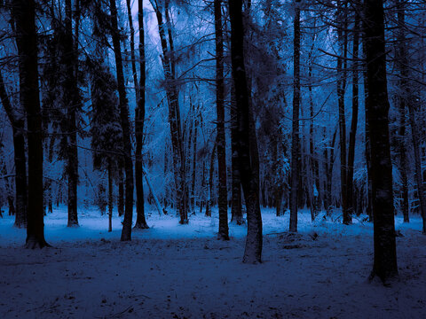 Dark winter forest in blue tones. Twilight in the snowy forest. Beautiful background, winter nature.