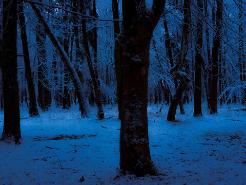 Dark winter forest in blue tones. Twilight in the snowy forest. Beautiful background, winter nature.