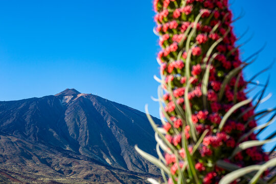 Plant endemic tajinaste rojo. A blurry photo of a large echium wildpretii flower in bloom against a clear image of Mount Teide. Warm May evening in the mountains. Spring mood, anticipation of summer.