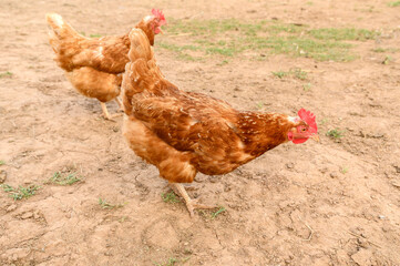 Hens in agriculture run around the farm in summer. Poultry in nature.
