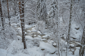 Beauty winter landscape with fair trees under the snow.