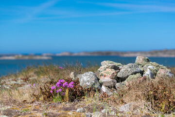 Rocks, dry grass and purple sea thrift flowers with sea background shot in summertime in Sweden,...