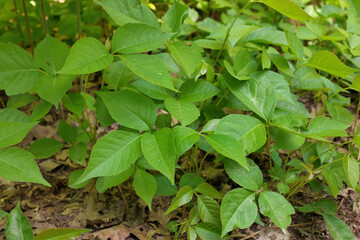 High Angle Close up of a Patch of Poison Ivy Plants on a Sunny Day