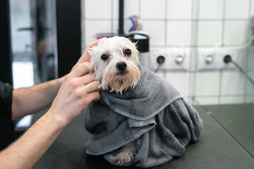 the groomer wrapped a white Maltese dog in a towel so that he would not freeze and dry