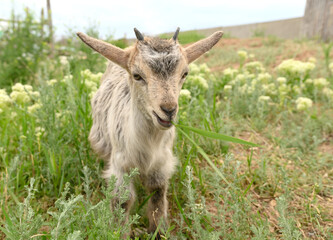 A little cute goat grazes in summer on a green meadow with flowers.