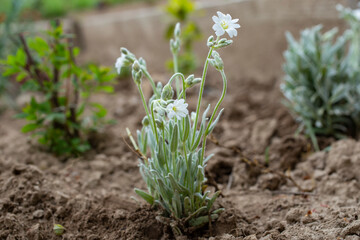  Field chickweed  blooming in the spring. Close-up  photo of a mouse-ear chickweed Cerastium flower