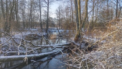 The place where one river flows into another is littered with fallen trees. The river banks, bushes and tree branches are covered with snow. In winter the weather is frosty and sunny