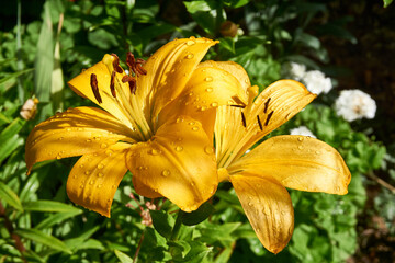 Beautiful lily flower in the garden