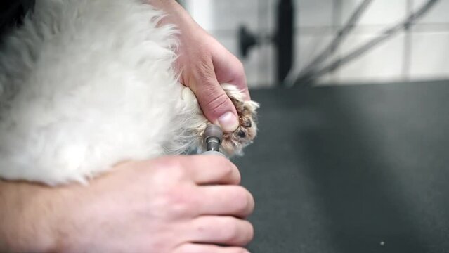 a man clipping a paw with a clipper of a white dog maltese close-up shot
