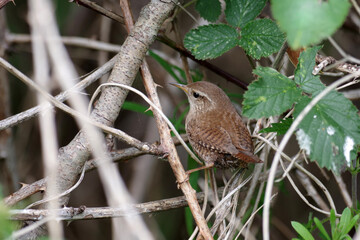 Der Zaunkönig ist ein kleiner Singvogel. Der Troglodytes troglodytes sitzt in einer Dornenhecke.