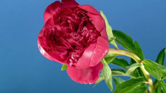 Red Peony Open Flower in Time Lapse on a Blue Background. Vedding Concept. Side View