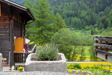 Fototapeta premium Concrete flower pot. Lavender outside in the garden. Beautiful alpine mountains landscape.