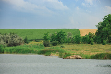Small trees grow on the bank of a river or lake in cloudy weather, with an agricultural field in the background.
