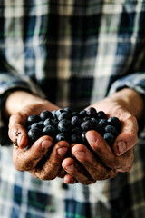 Blueberries. Blueberries from the garden. A man holds fresh blueberries in his hands. Forest blueberries. Northern blueberries.