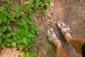Directly Above POV shot of Man's Feet in Sandals beside a Patch of Poison Ivy Plants on a Sunny Day