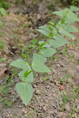 closeup the bunch ripe green soybean plants with leaves growing in the farm in row soft focus natural green brown background.