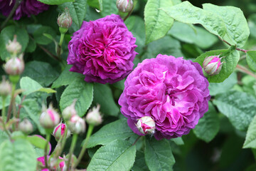 Purple rosa 'Cardinal de Richelieu' in flower