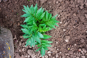 Valerian - Valeriana officinali growing in garden. Valerian green leaves on plant, view from above. Seedling of Valeriana herb. Young valeriana officinalis with wet small leafs after rain..