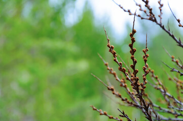 Unopened buds on a branch on a green blurred background