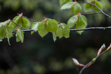 European beech green leaves