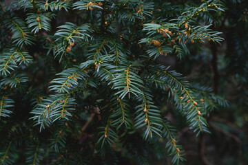 Taxus Baccata or European yew green foliage and male flowers