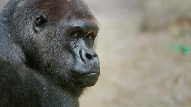 Portrait of an adult male gorilla, side view