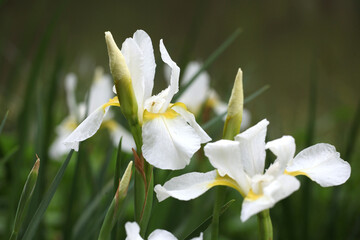 Siberian Iris 'White Swirl' in flower.