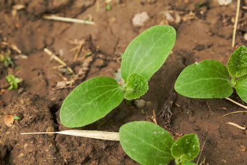 sprout