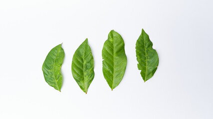 Green leaf isolated on white background, rambutan leaf