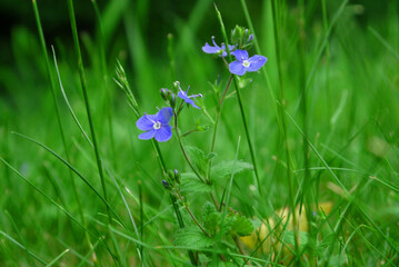 Petite fleur bleue sauvage 
