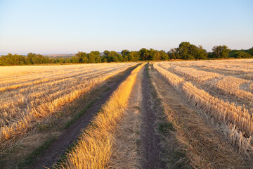 Fototapeta na wymiar Wheat field after harvesting, gold stubble in sunlight. Ukraine.